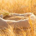 Einkorn and Kamut: the return to ancient grains